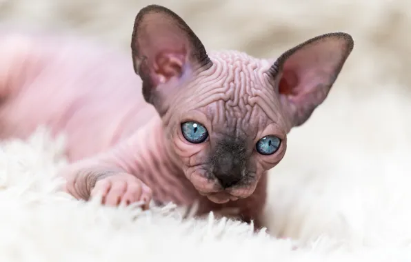 Кошка, взгляд, котенок, портрет, мех, голубые глаза, мордашка, сфинкс