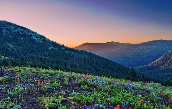 Картинка лес, небо, трава, облака, деревья, пейзаж, закат, цветы