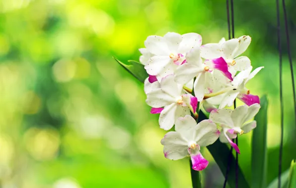 Цветы, цветение, орхидея, flowers, Orchid, Bush, кустик, bloom