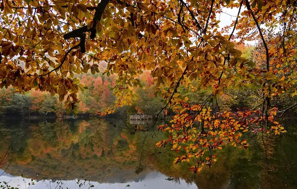 Осень, лес, деревья, ветки, природа, озеро, пруд, парк