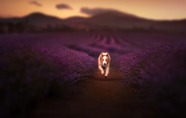 Картинка собака, бег, лаванды