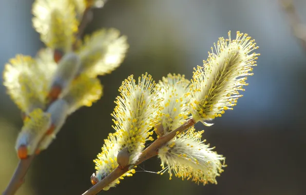 Spring, twig, base kitten