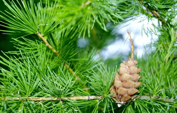 Картинка ветки, шишки, сосна
