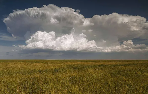 Field, clouds, wheat, countryside