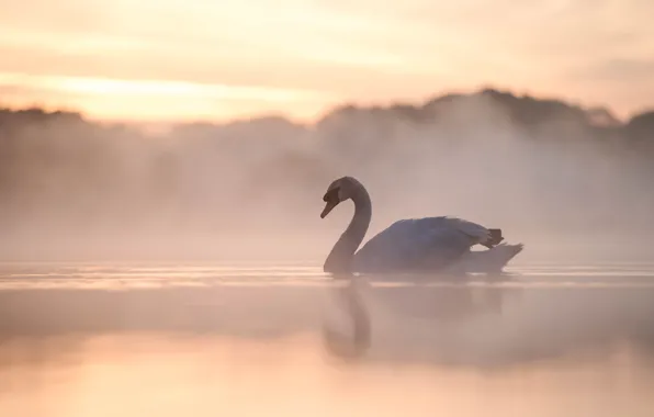 Туман, озеро, птица, утро, лебедь