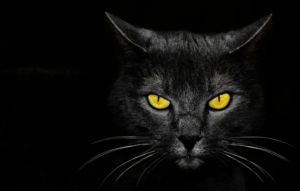 Картинка глаза, фон, Monster Kill, чёрный кот