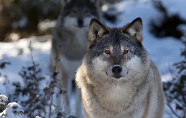 Картинка nature, snow, predator, animal, wolf, wildlife, Canis lupus, portrait.