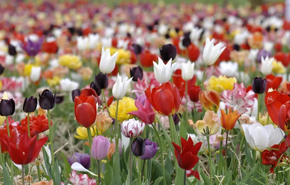 Краски, весна, лепестки, луг, тюльпаны