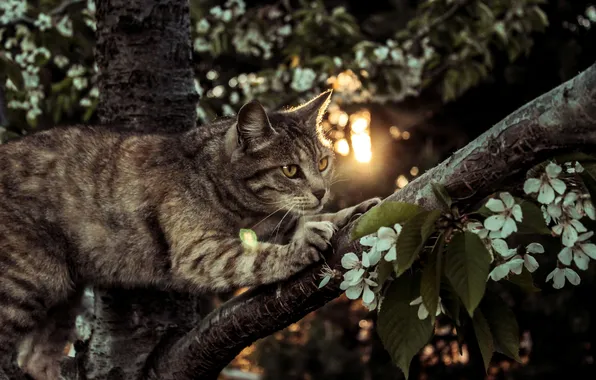Картинка кот, дерево, лапки, кошак, котяра