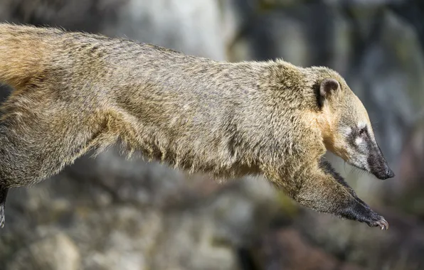 Картинка прыжок, профиль, ©Tambako The Jaguar, коати, носуха