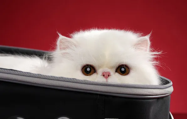 Desktop, Cat, Cute, Animals, Bag