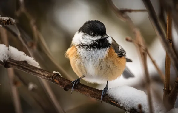 Картинка great, branch, snowy, perched, tit