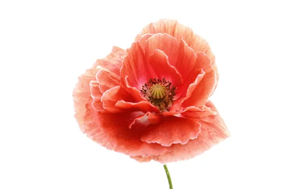 Картинка макро, мак, лепестки