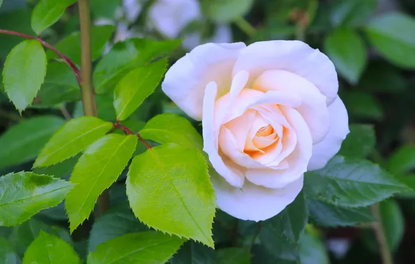 Rose, flower, blooming