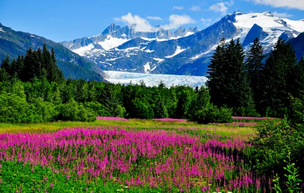 Картинка зелень, трава, деревья, цветы, горы, скалы, долина, ледник, Аляска, США, Alaska, солнечно, кусты, люпин