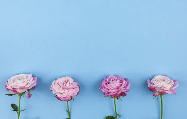 Цветы, розы, розовые, pink, flowers, beautiful, голубой фон, roses