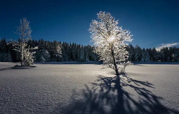 Зима, свет, снег, дерево, утро