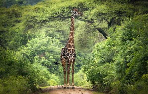 Картинка деревья, ветки, жираф, Африка