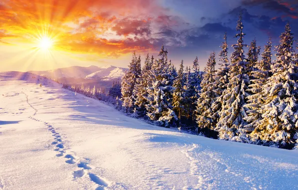 Картинка зима, солнце, снег, деревья, следы, природа, дерево, пейзажи