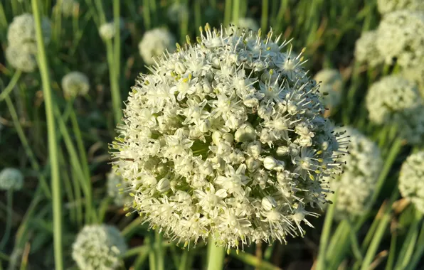 Flower, beauty, bunch, suhart