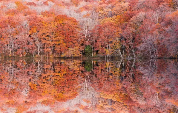 Осень, деревья, отражение, листва, photographer, Kenji Yamamura, Lake Tsuta