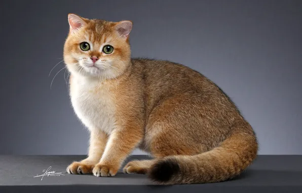 Картинка кошка, взгляд, поза, зеленые глаза