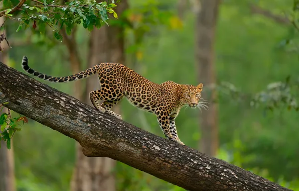 Картинка дерево, леопард, дикая природа