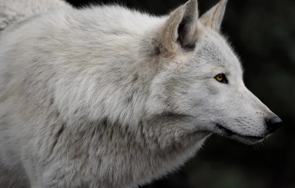 Картинка nature, snow, predator, face, animal, wolf, wildlife, portrait