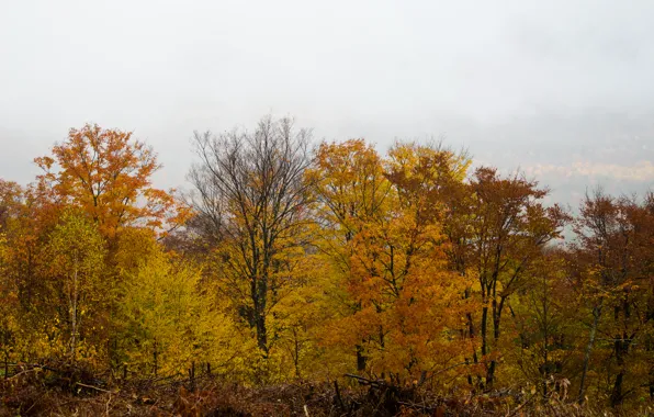 Картинка осень, деревья, Nature, trees, autumn, fall