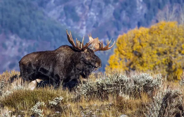 Картинка Wyoming, Grand Teton National Park, North American Moose