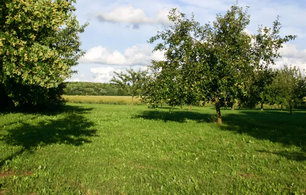 Природа, Поле, Трава, Деревья, Nature, Grass, Field, Trees