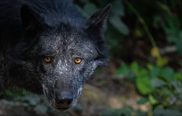 Взгляд, волк, портрет, хищник, predator, Wolf, look, portrait