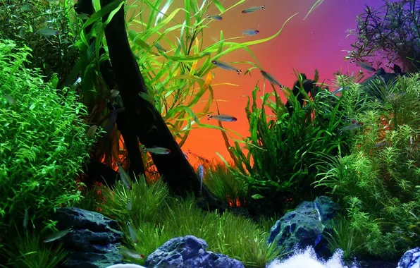 Картинка рыбки, рыбы, аквариум, растения