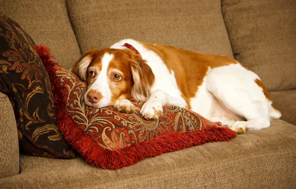 Диван, подушки, лежит, отдыхает, Спаниель, Brittany Spaniel