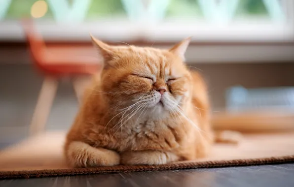 Кошка, уют, дом