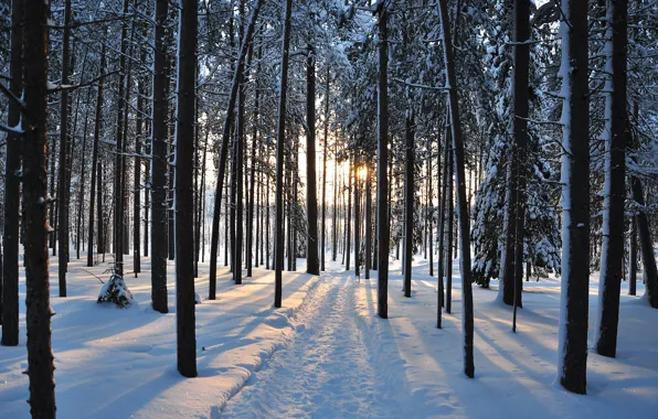 Картинка зима, дорога, лес, снег, деревья, фото