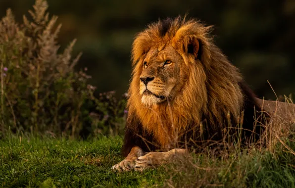 Картинка трава, лев, царь зверей, дикая кошка