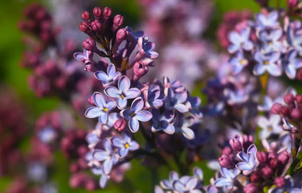 Flower, spring, lilac, blooming