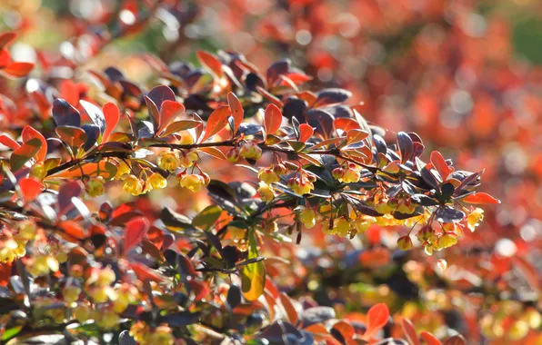 Spring, leaf, plant, twig