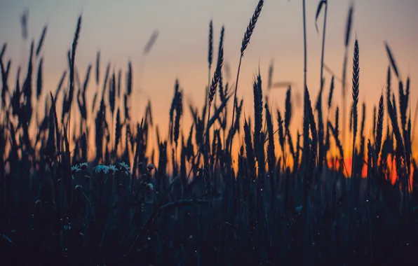 Закат, Природа, Вечер, Поле, Трава, Растение, Растения, Nature