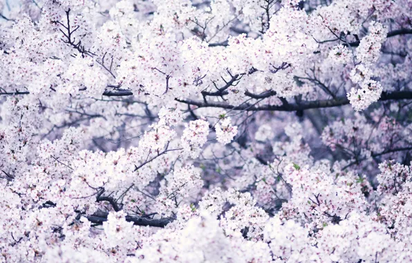 Картинка дерево, весна, цветение