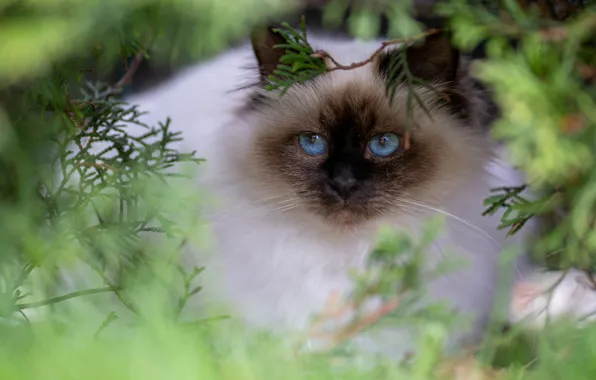 Картинка кошка, кот, взгляд, ветки, поза, портрет, мордочка, голубые глаза