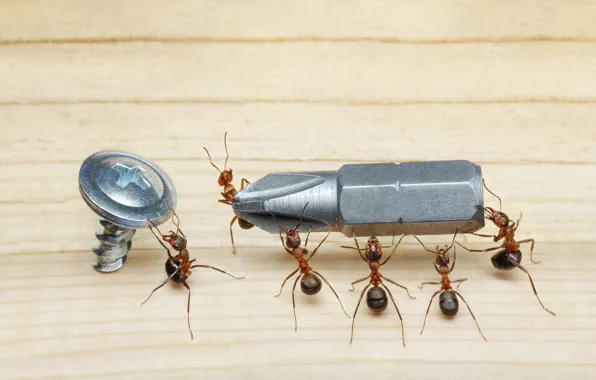 Картинка макро, насекомые, ситуация, муравьи, пол, отвертка, шуруп, обои от lolita777
