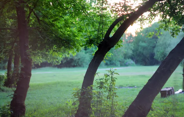 Картинка зелень, деревья, пейзаж, закат, trees, landscape, nature, sunset