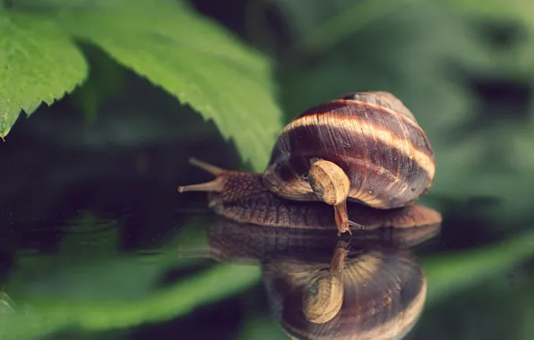 Природа, фотография, Макро, Улитка