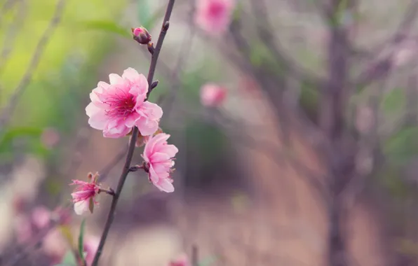 Картинка цветок, макро, веточка, дерево, розовый, нежность, фокус, весна