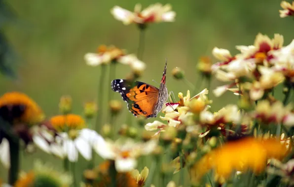 Картинка лето, цветы, природа, бабочка