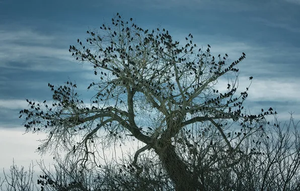 Картинка птицы, природа, дерево