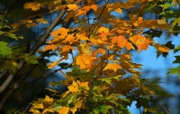 Осень, небо, листья, дерево