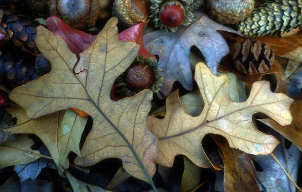 Картинка осень, лист, орех, шишка, плод, желудь